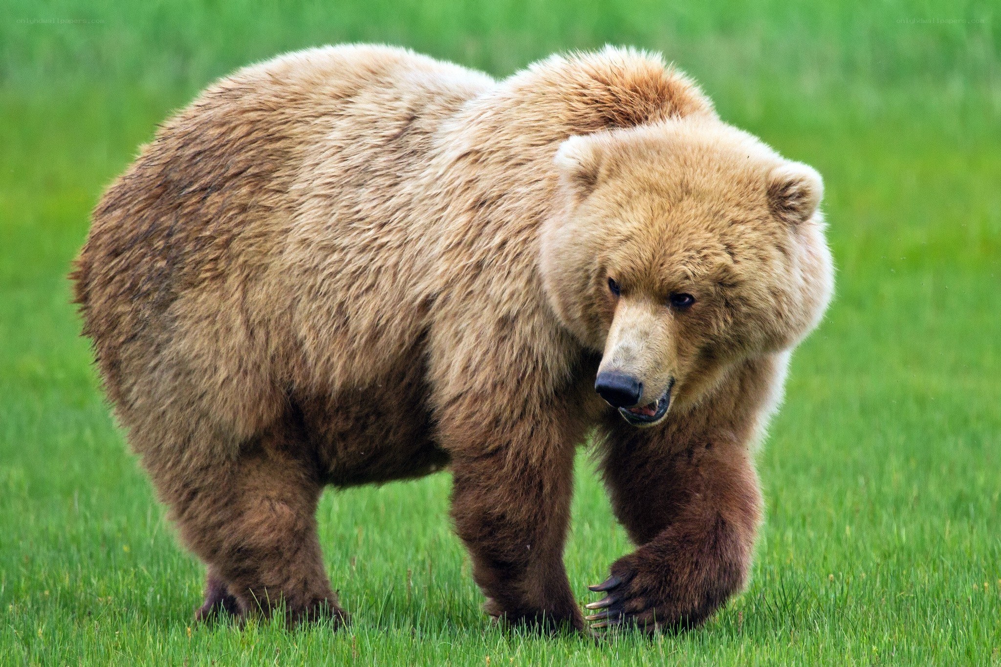 Brown bear in grassy field
