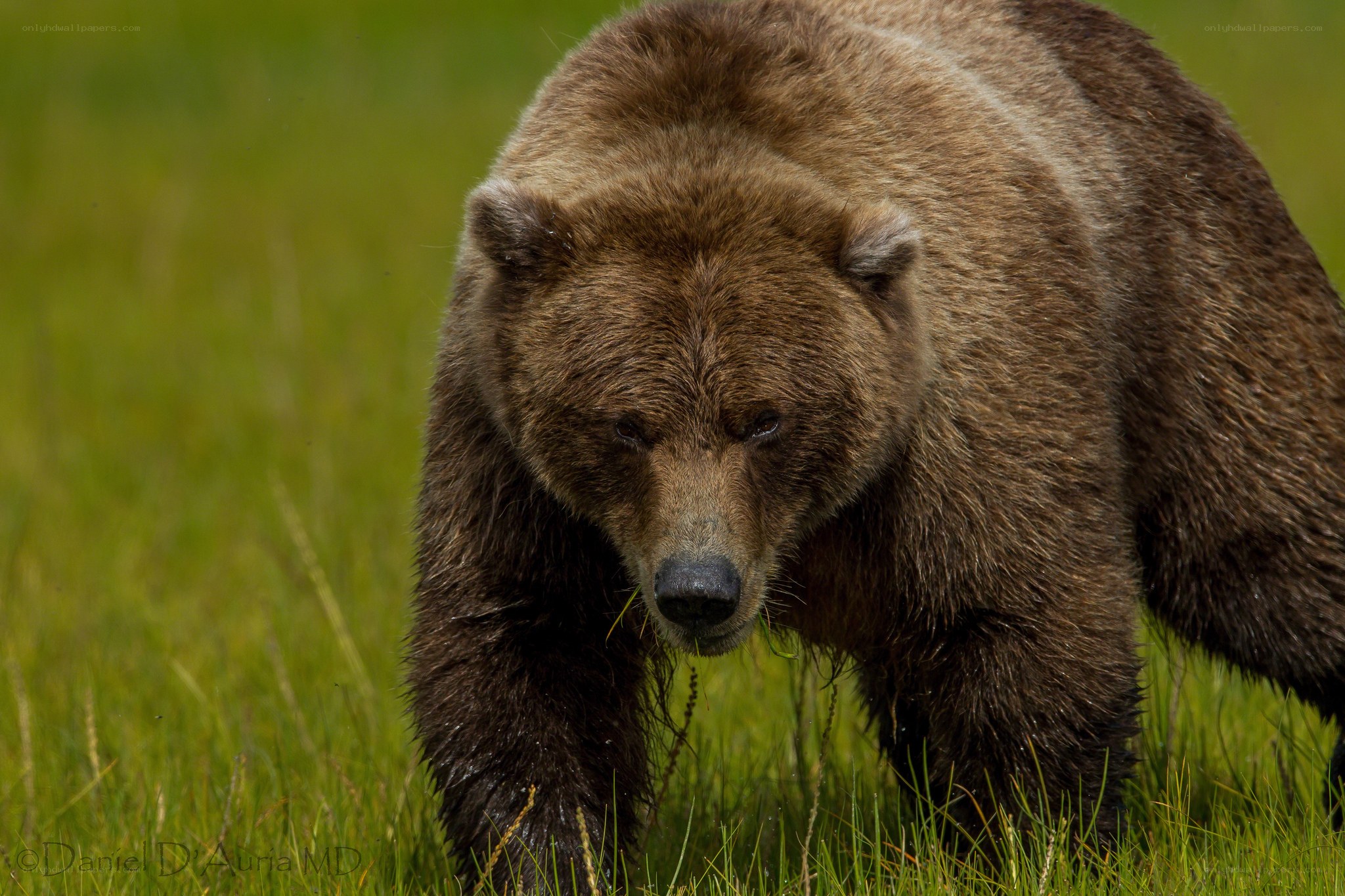 Brown bear in grassy field