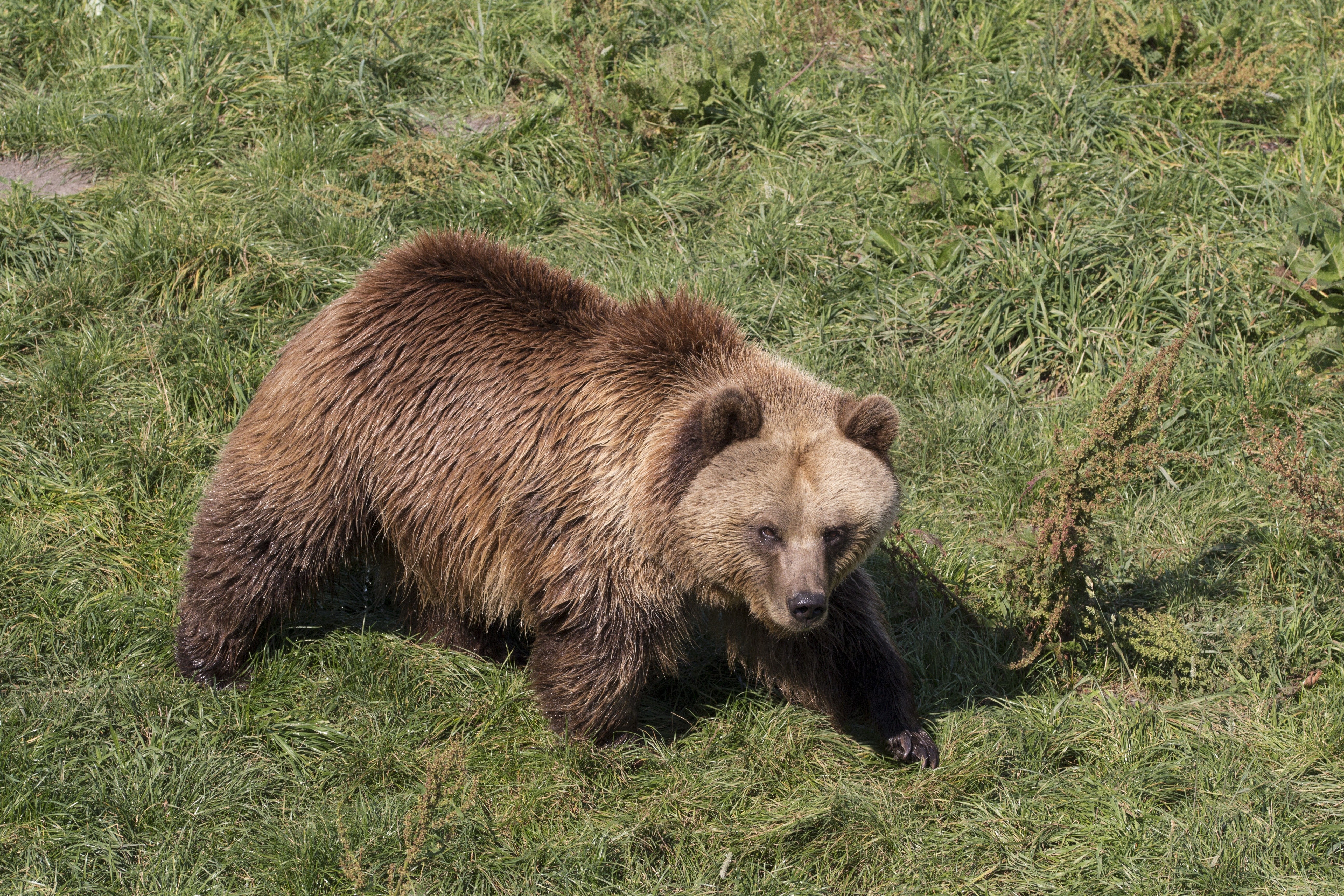 Brown bear in grassy field
