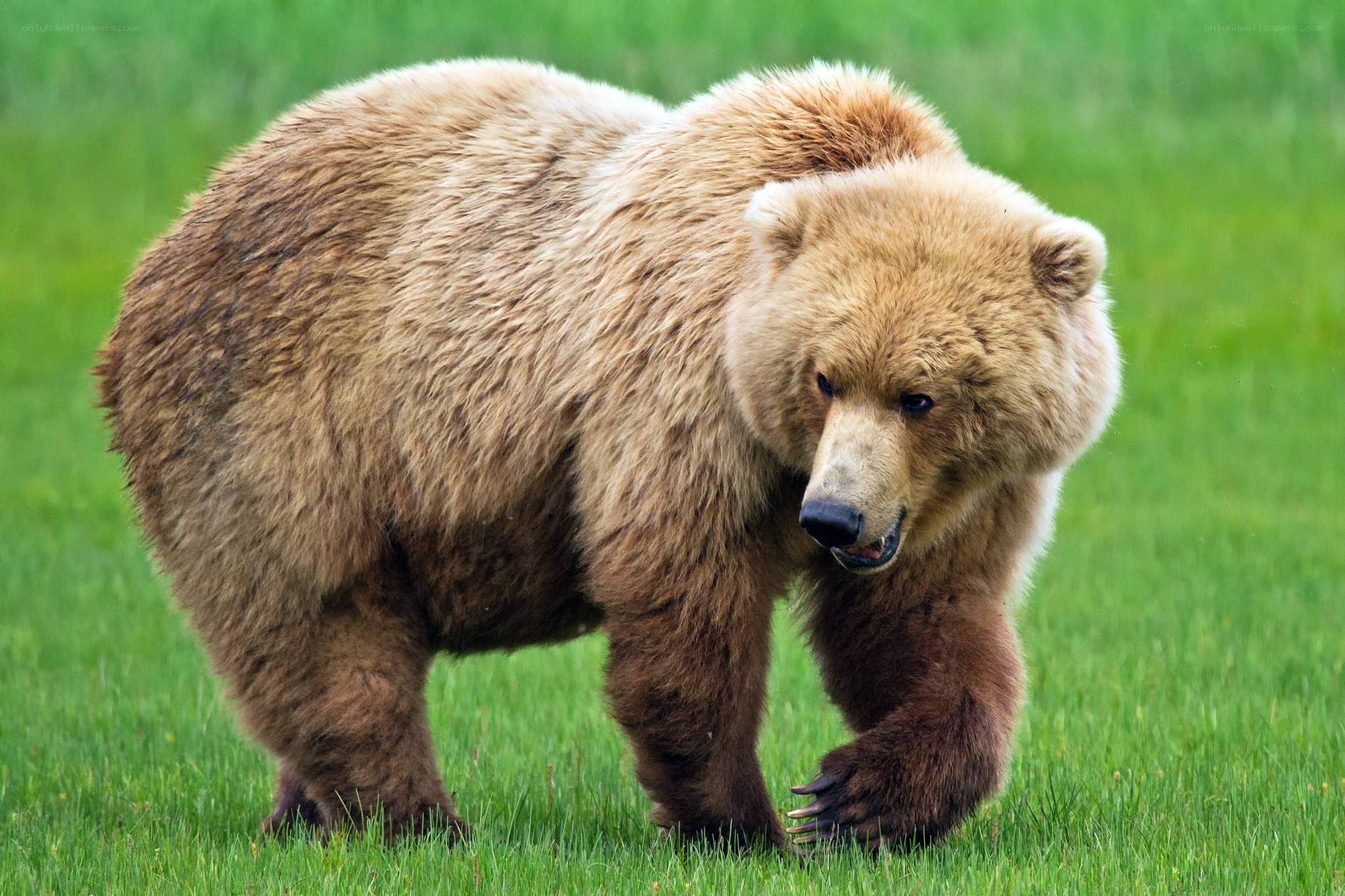 Brown bear in grassy field