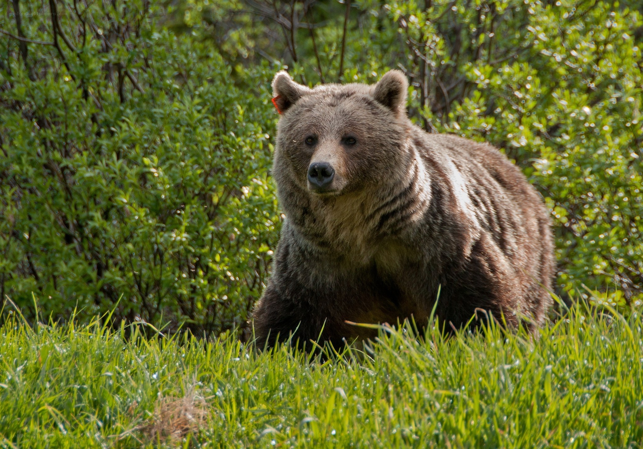 Brown bear in green foliage