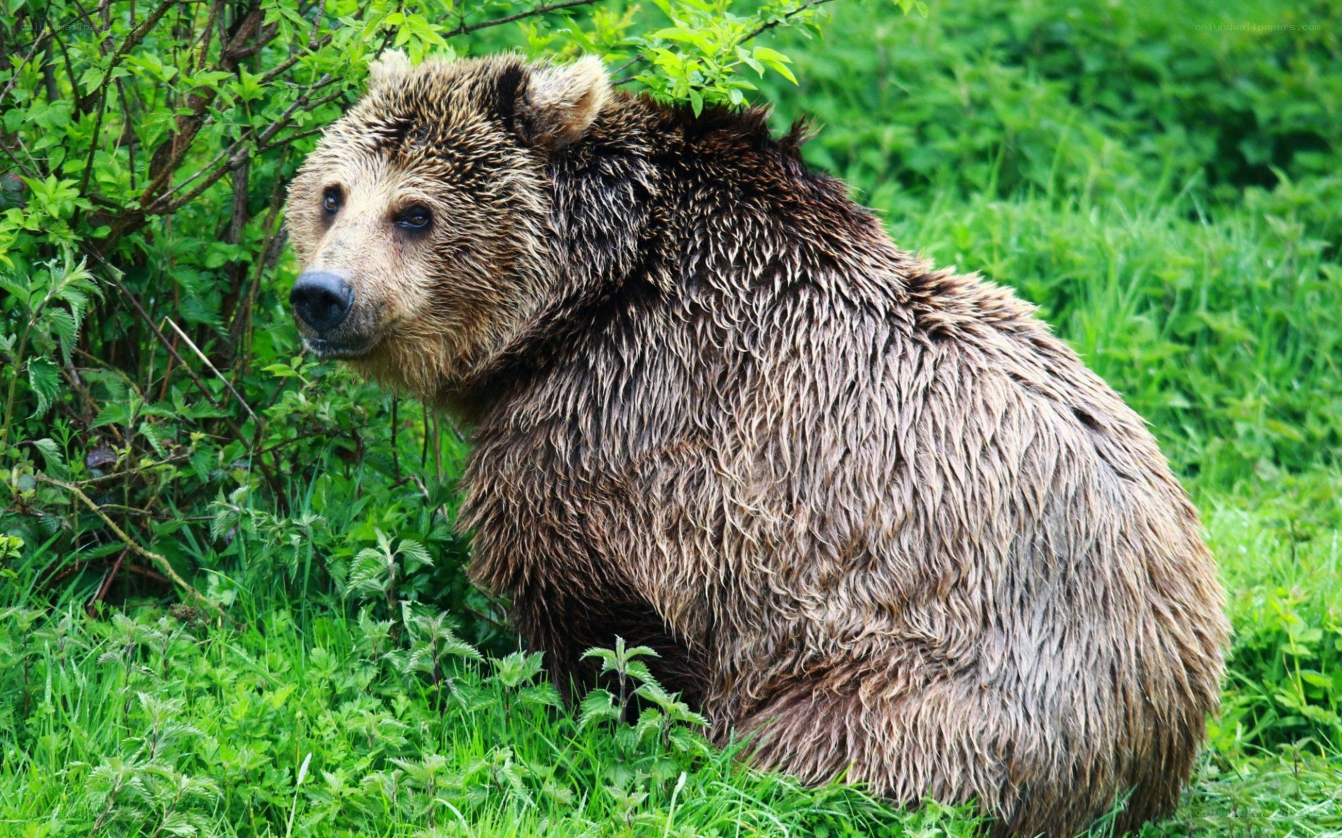 brown bear in green foliage