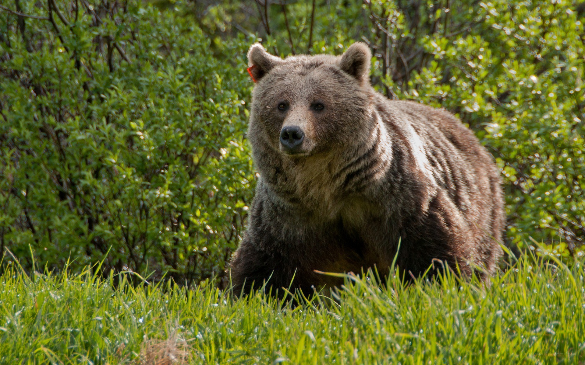 Brown bear in green foliage