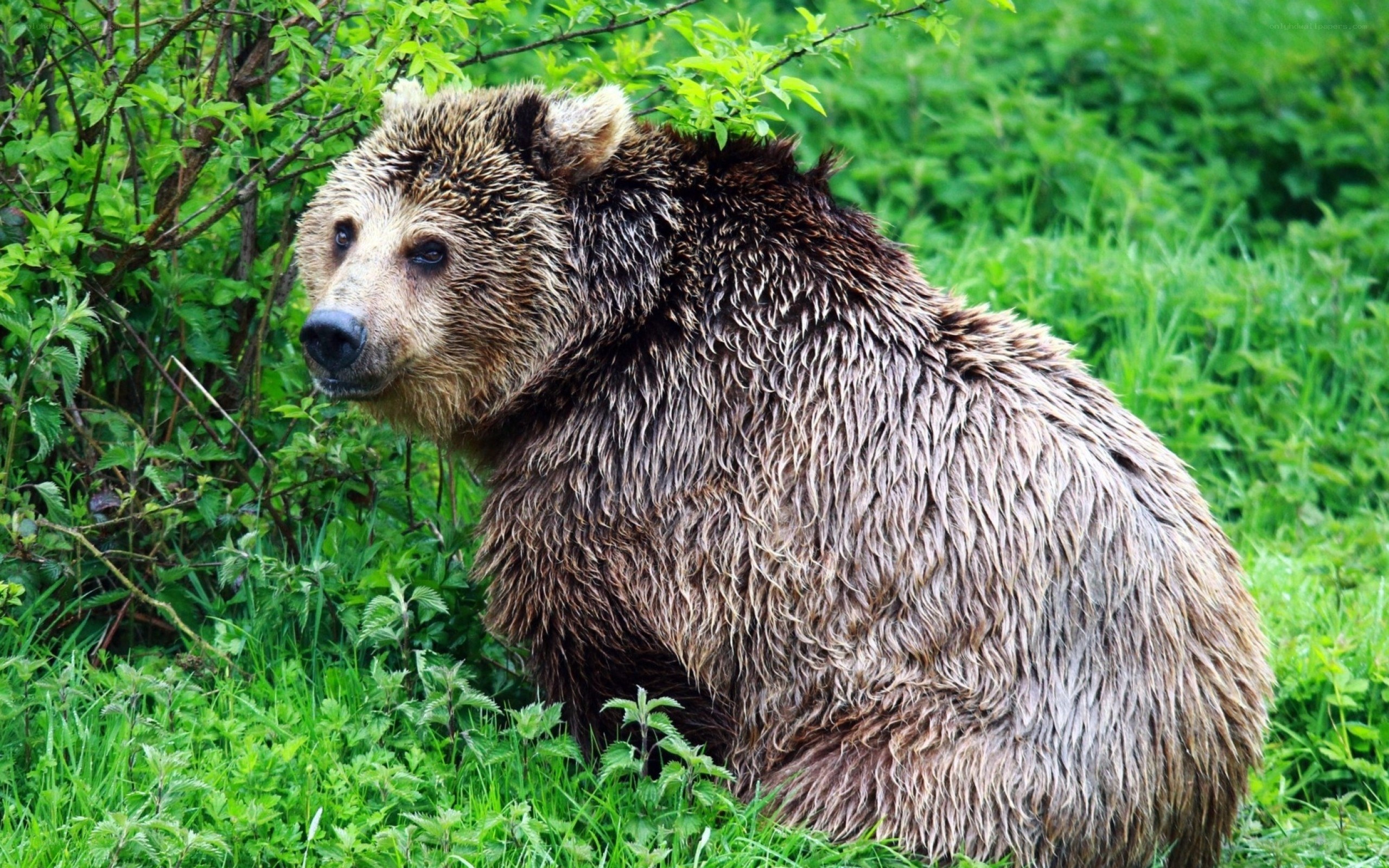 brown bear in green foliage