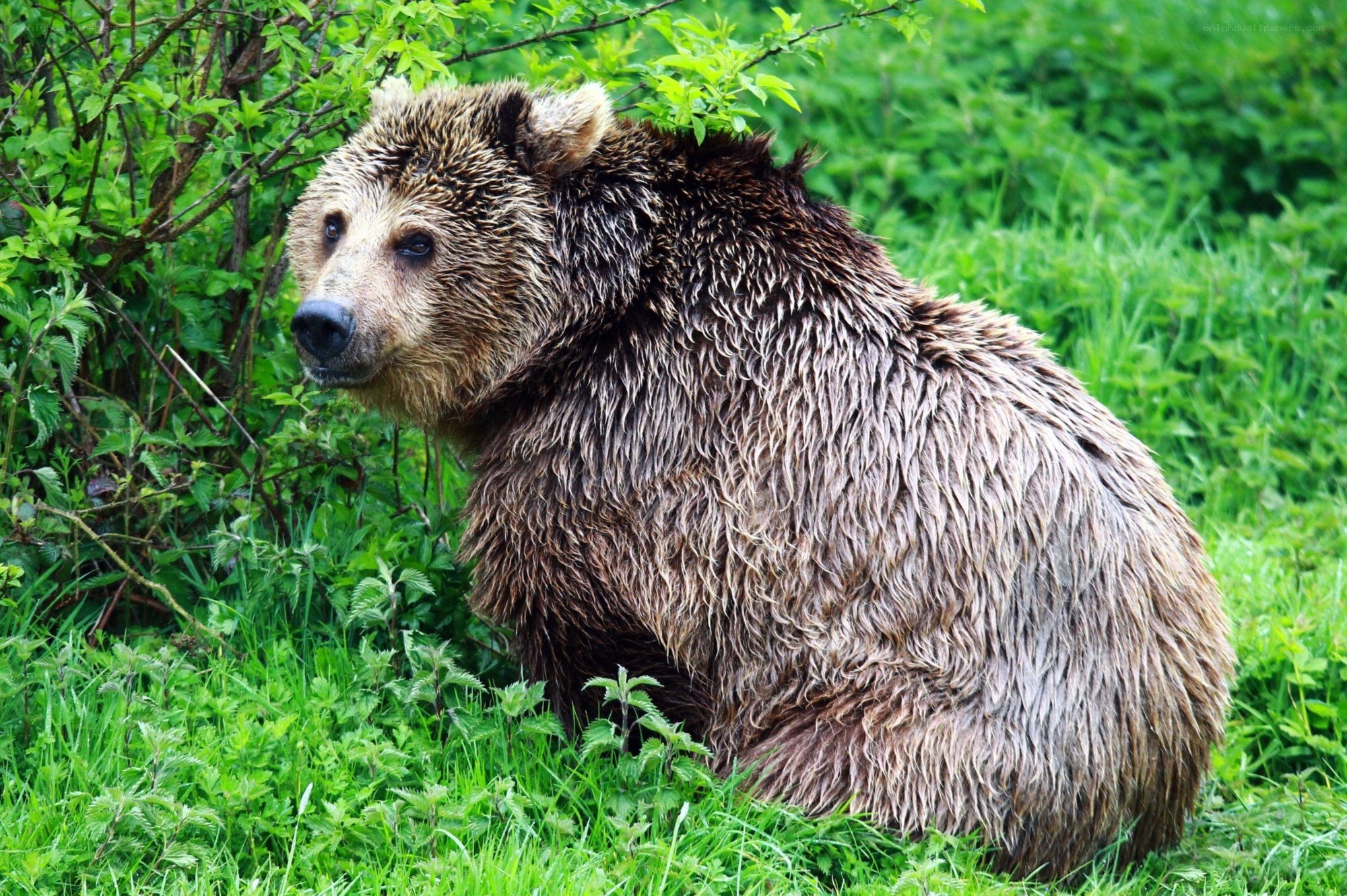 Brown bear in green foliage