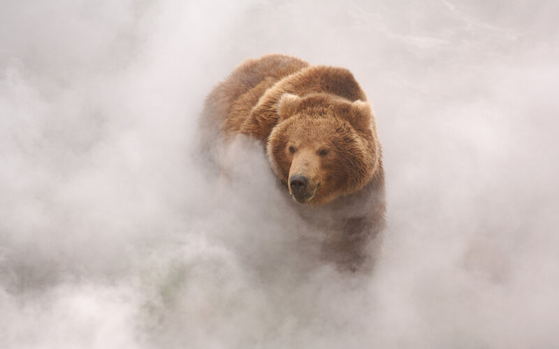 Brown Bear in Mist — Dramatic, Photograph
