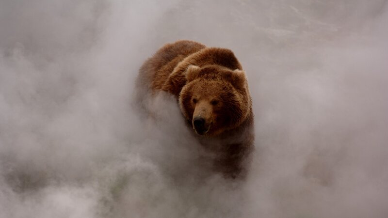 Brown Bear in Mist — Dramatic
