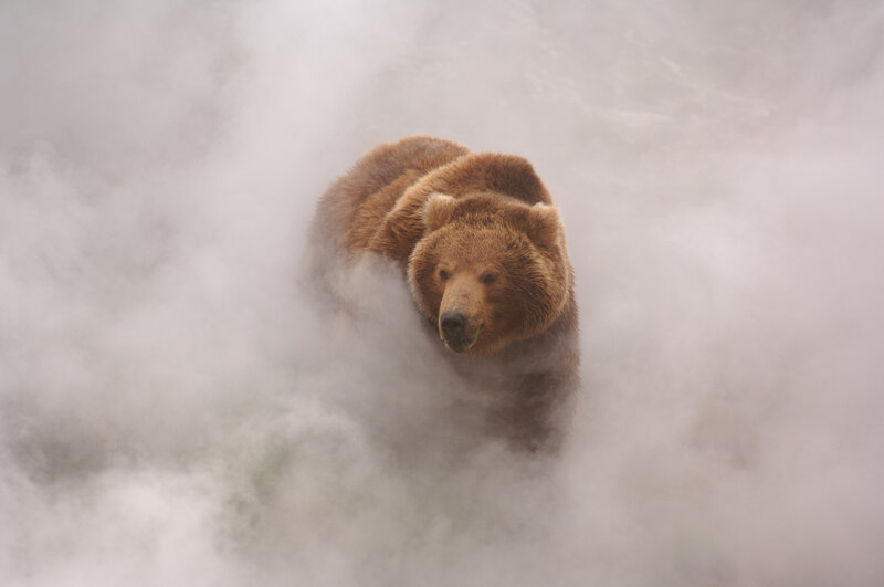 Brown Bear in Mist — Mysterious