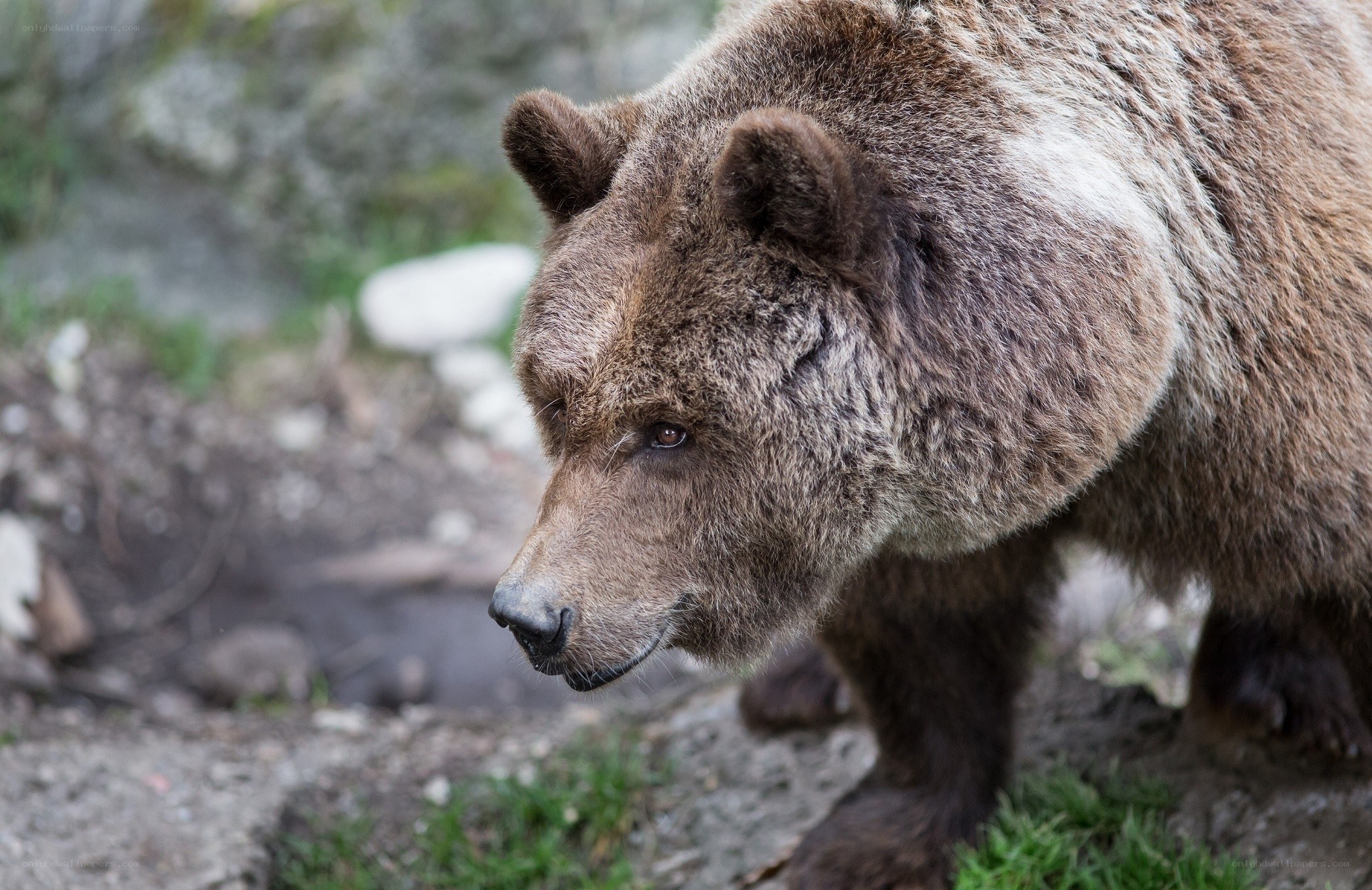 brown bear in natural habitat