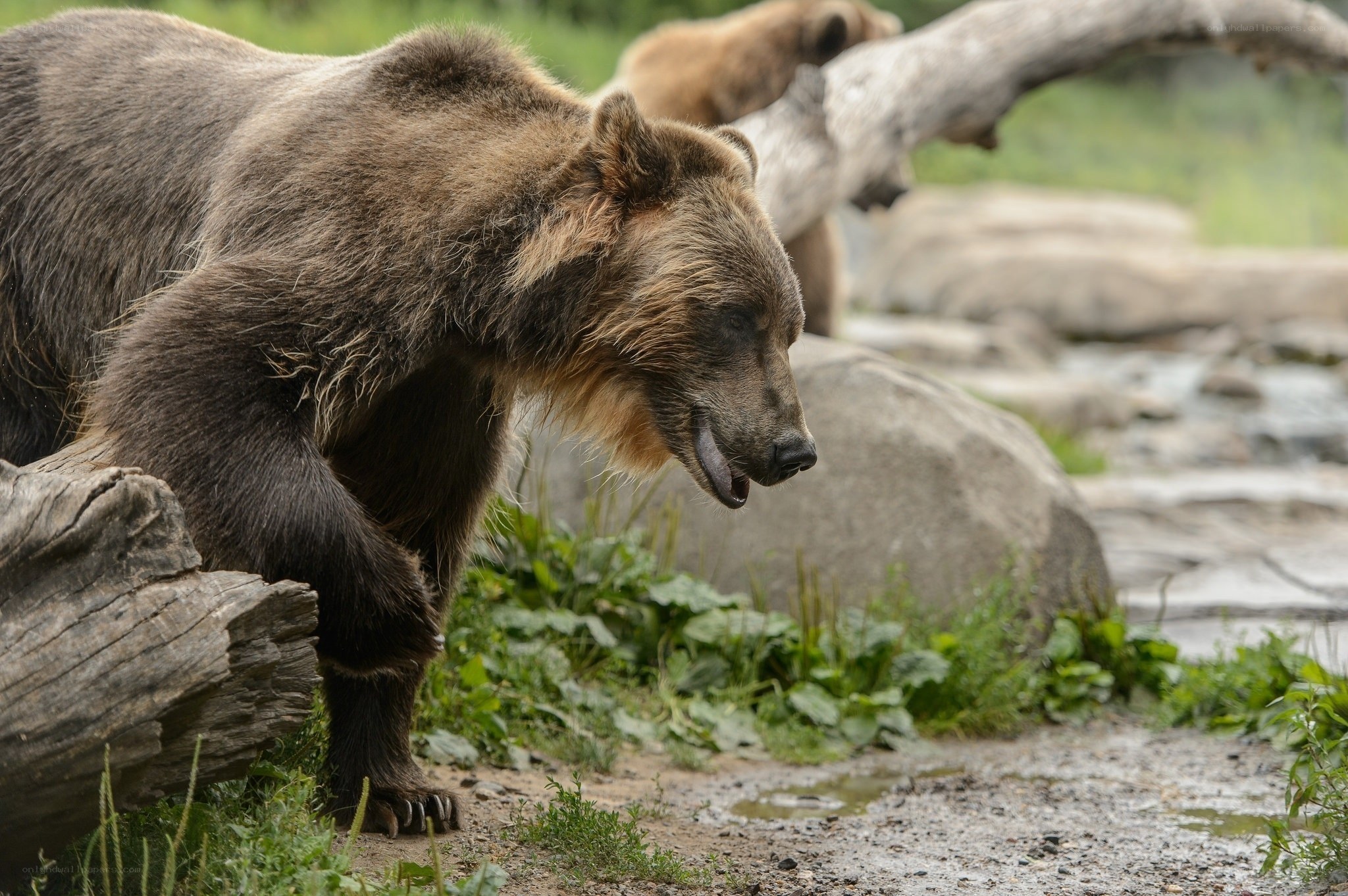 brown bear in natural habitat