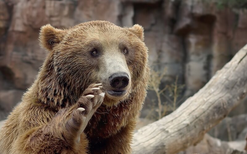 brown bear in natural setting