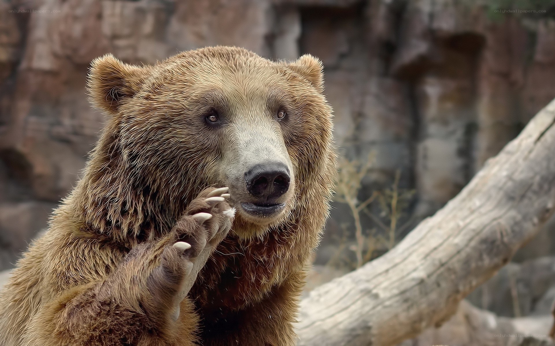 brown bear in natural setting