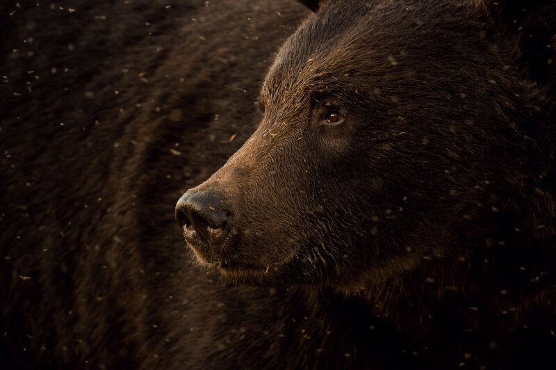 Brown Bear in Profile — Black