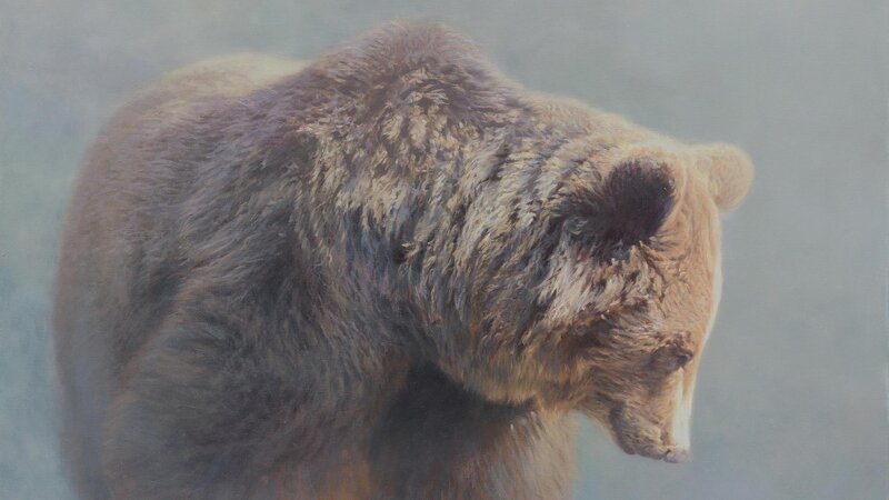 Brown Bear in Profile — Calm