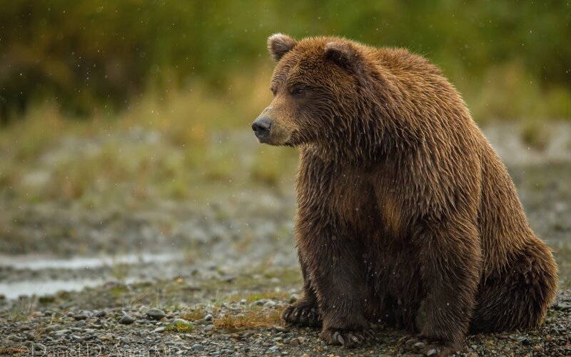 brown bear in rain