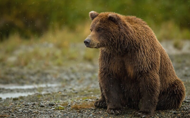 brown bear in rain