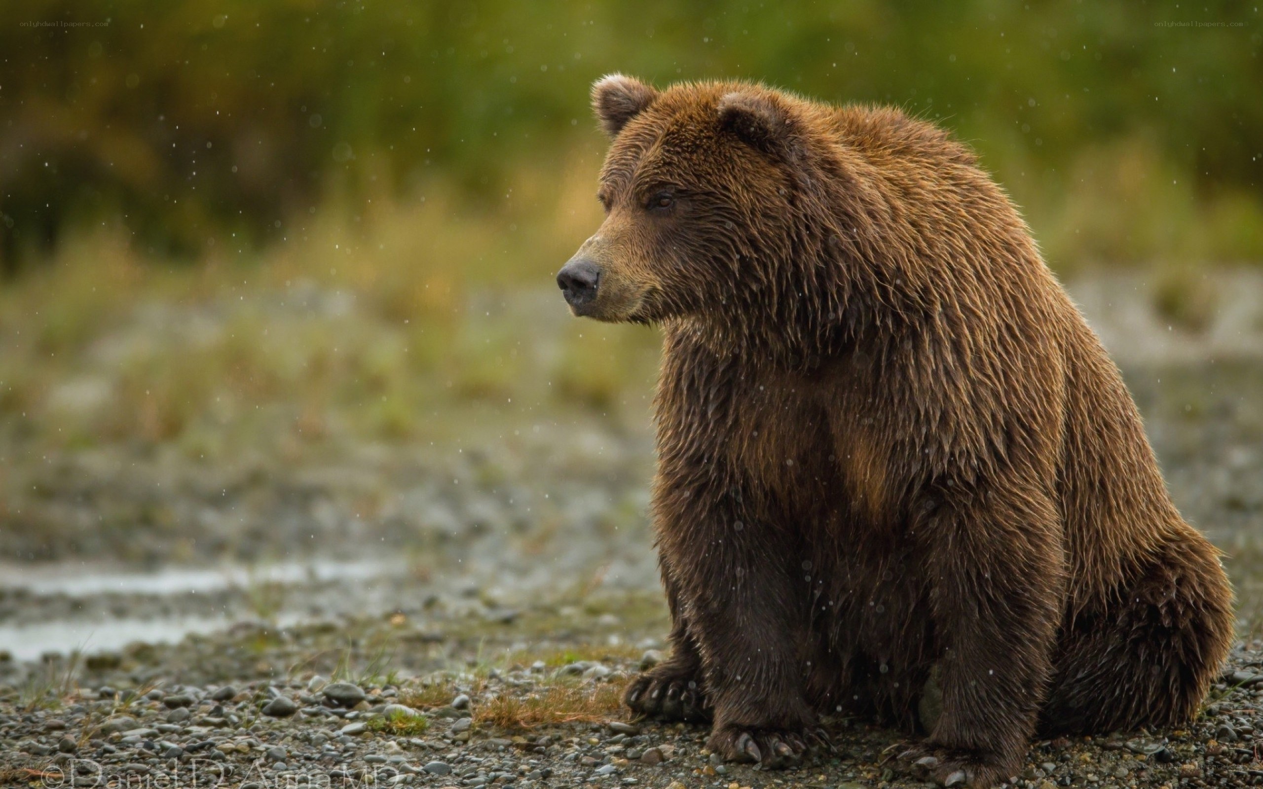 brown bear in rain