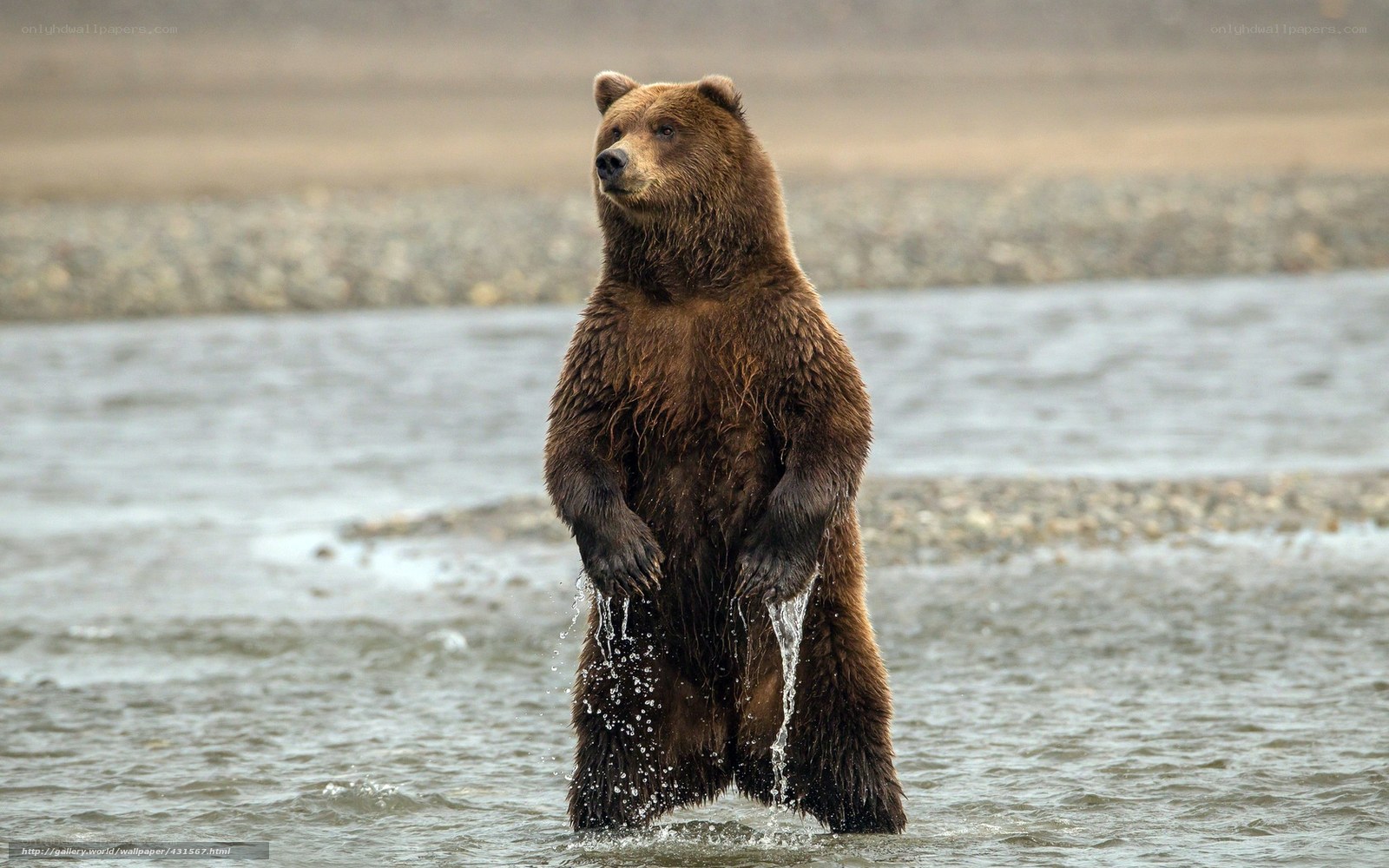 Brown bear in river