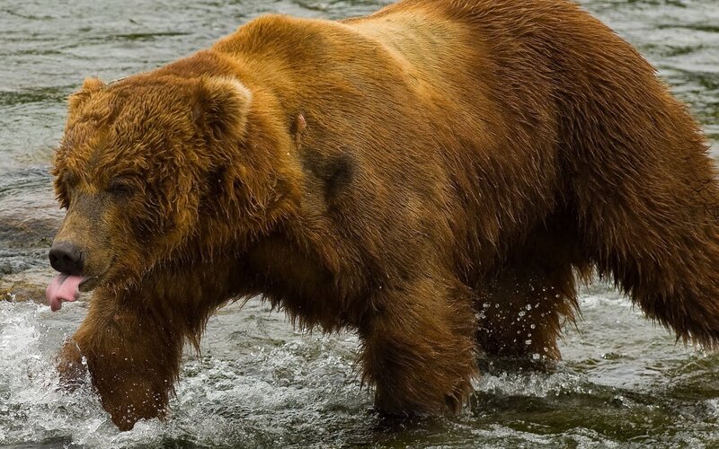 brown bear in river