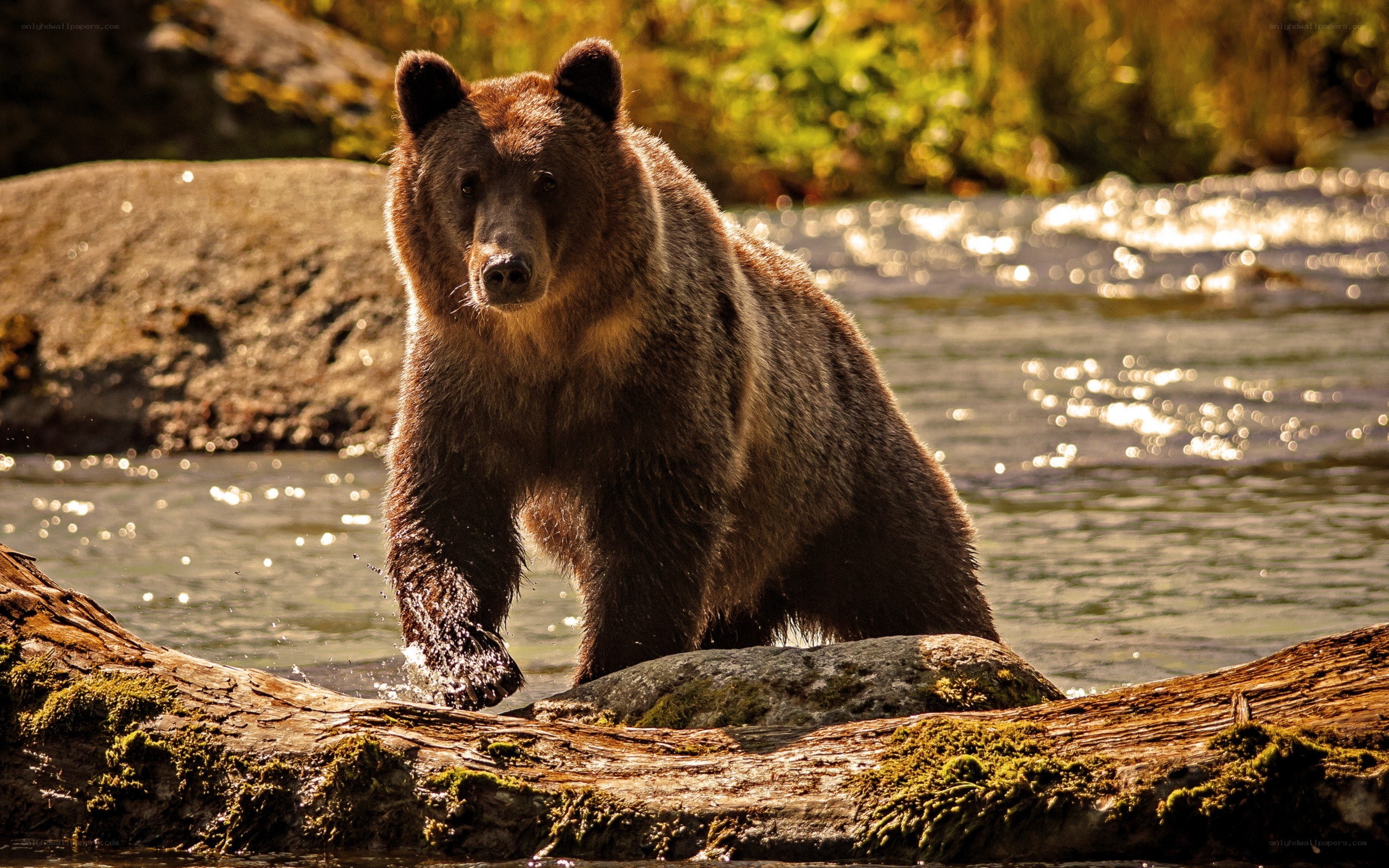 Brown bear in river