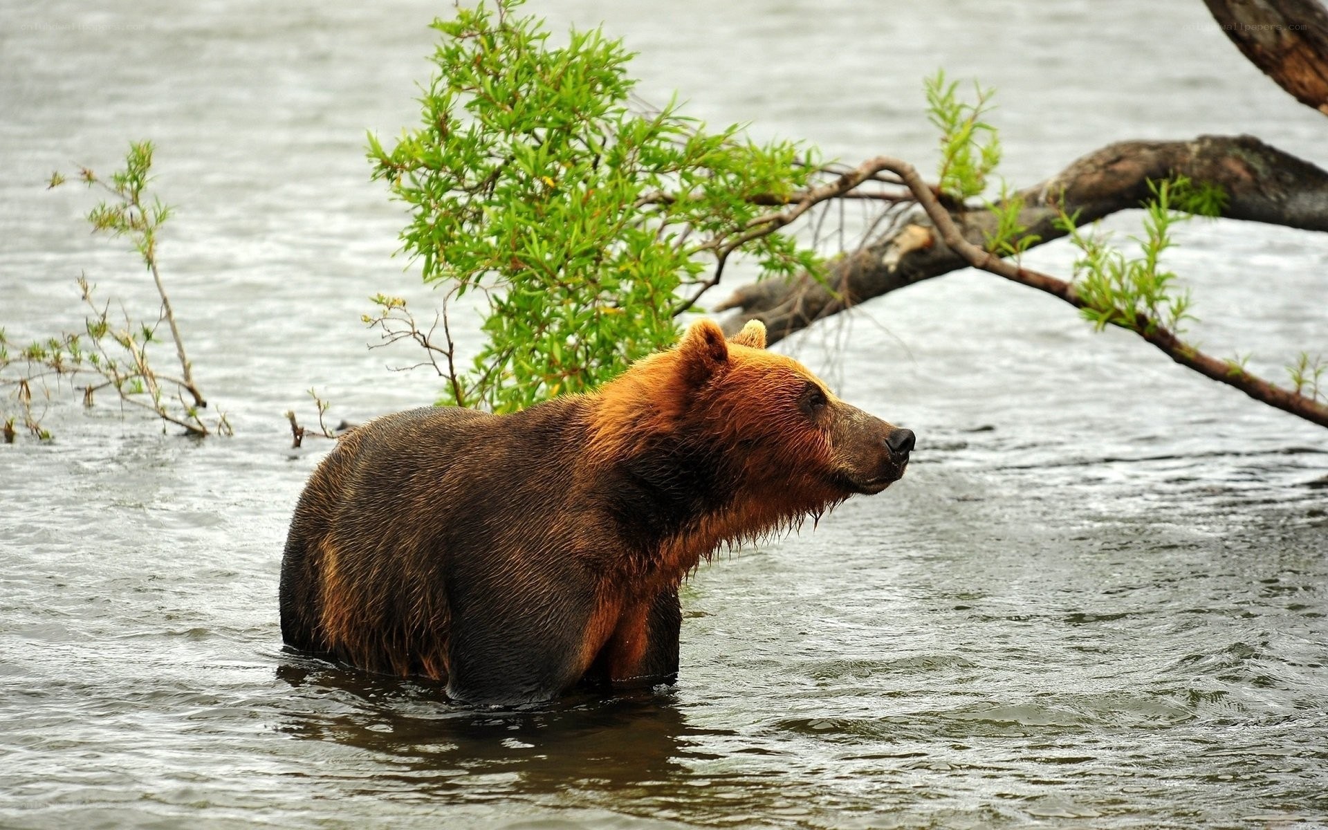 Brown bear in river