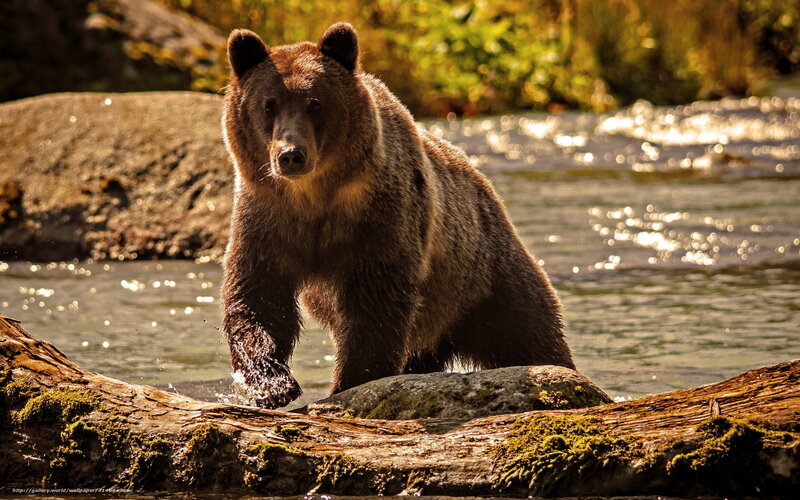 Brown Bear in River — Dramatic, Afternoon