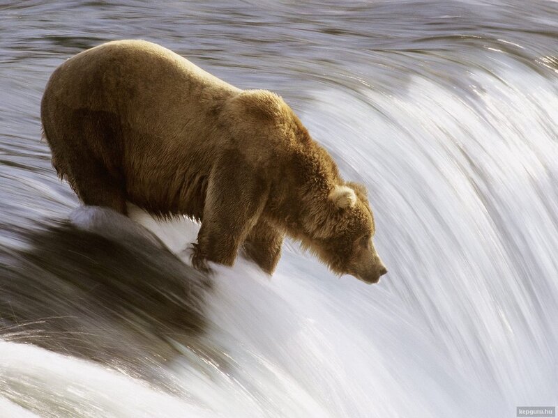 Brown Bear in River — Dramatic, Photograph
