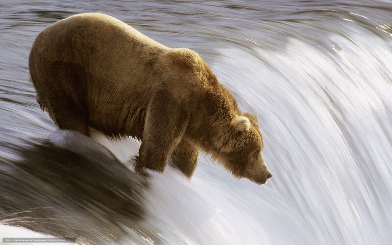 Brown Bear in River — Dramatic, Photograph, Water
