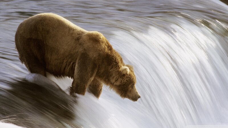 Brown Bear in River — Dramatic, Photograph, Waterfall, Rock