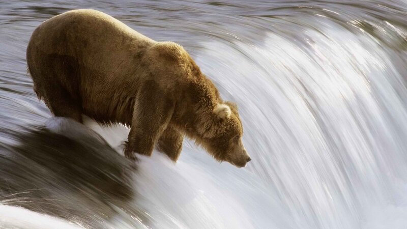 Brown Bear in River — Dramatic, Photograph, Waterfall