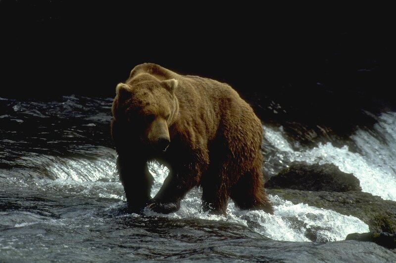 Brown Bear in River — Dramatic
