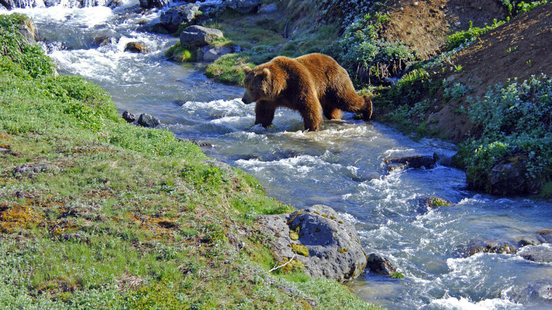 Brown Bear in River — Green, Natural