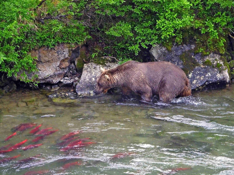 Brown Bear in River — Green