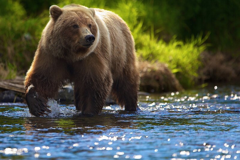 Brown Bear in River — Natural, Afternoon, Photograph