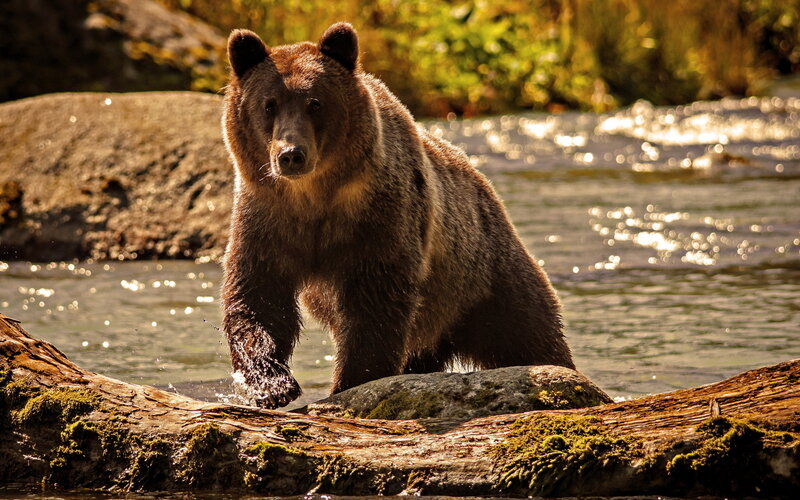 Brown Bear in River — Natural, Afternoon