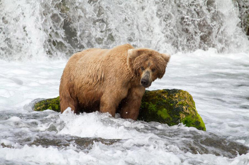 Brown Bear in River — Natural, Photograph