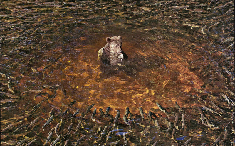 Brown Bear in River — Natural