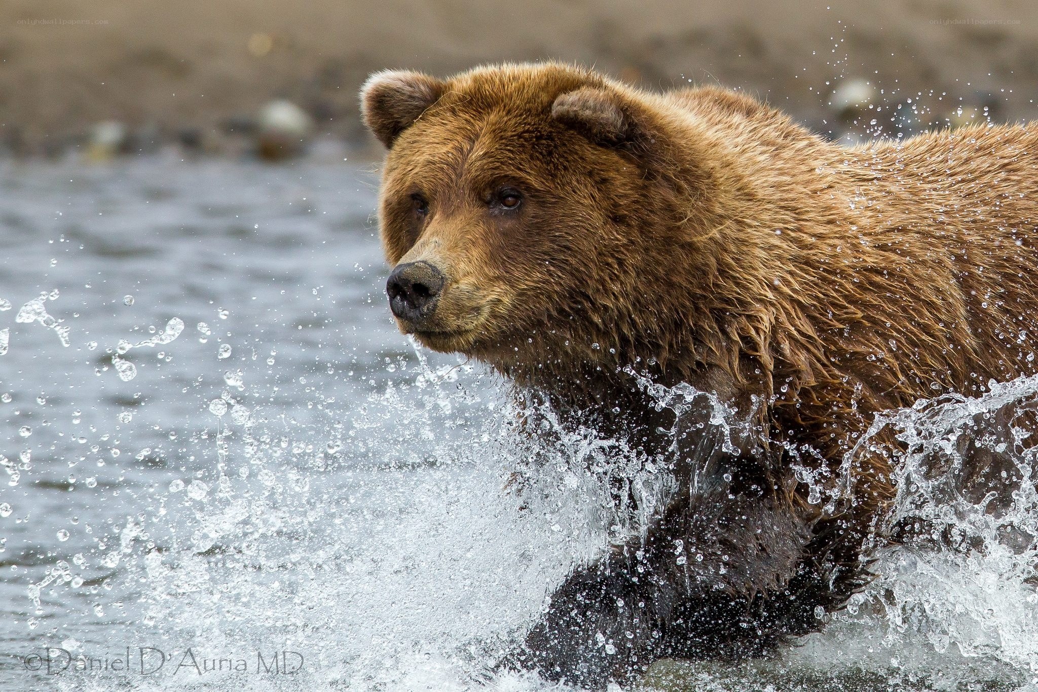 Brown bear in river water