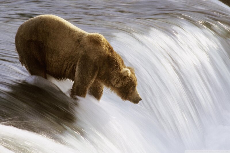 Brown Bear in River — Waterfall