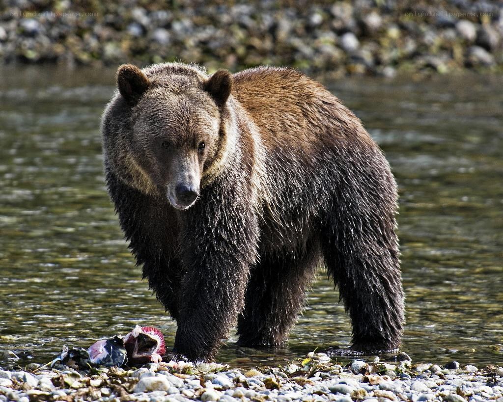 Brown bear in river with salmon