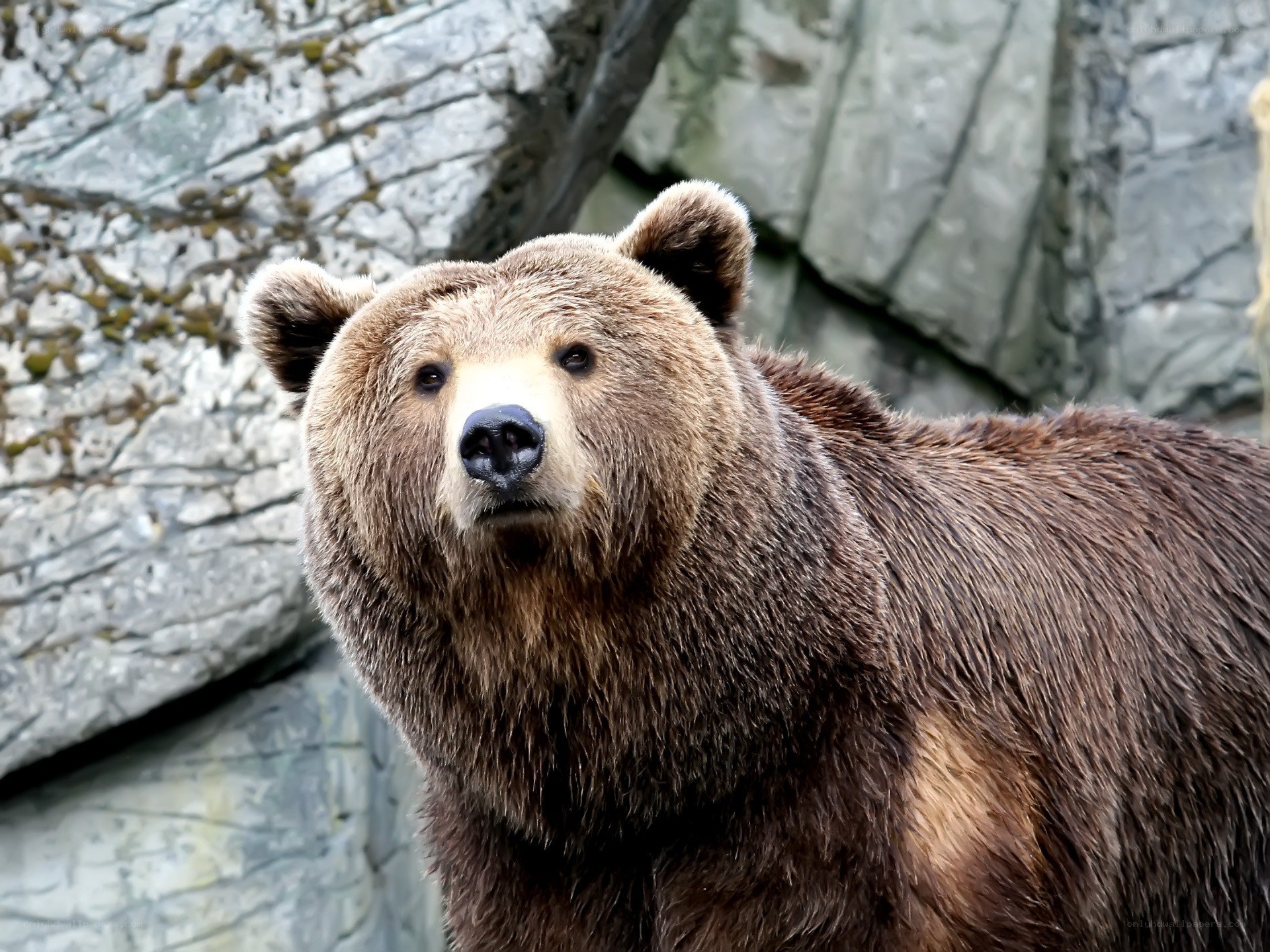 brown bear in rocky enclosure