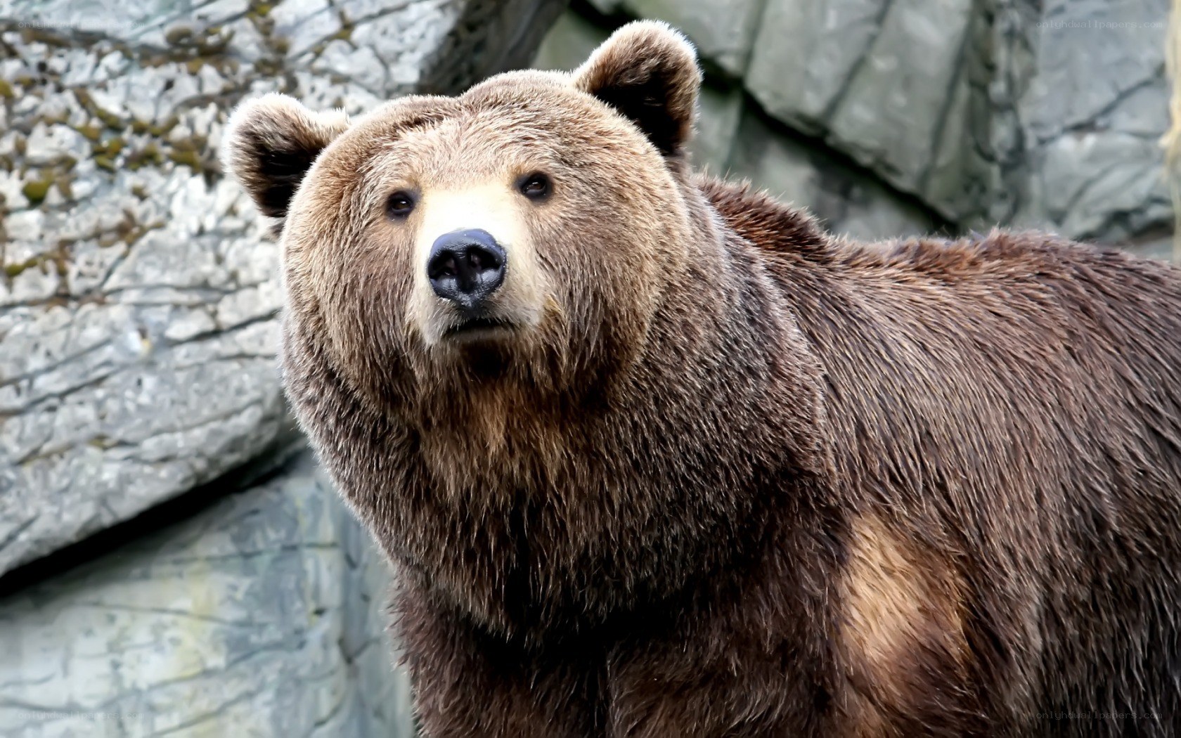 brown bear in rocky enclosure