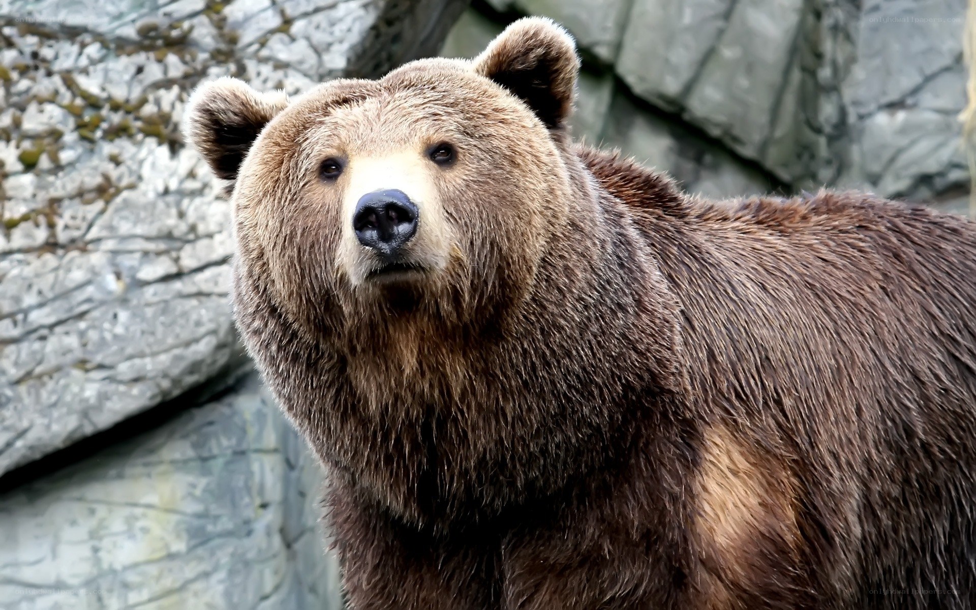 Brown bear in rocky enclosure