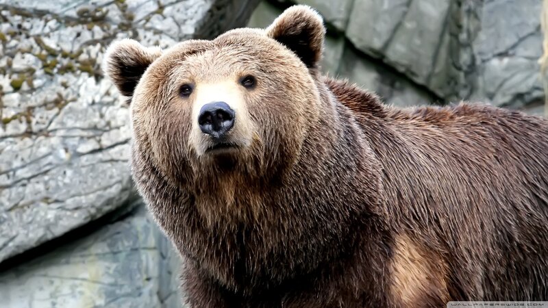brown bear in rocky environment