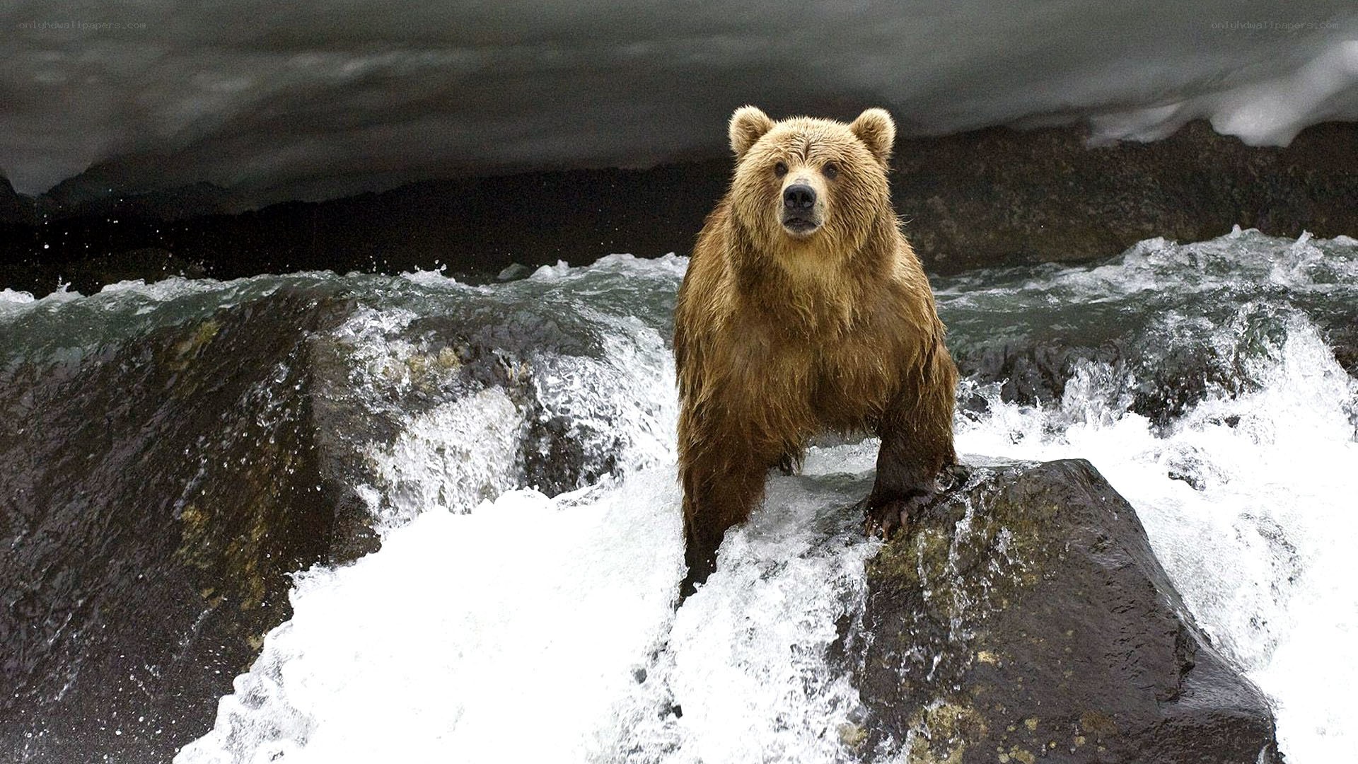 Brown bear in rushing river