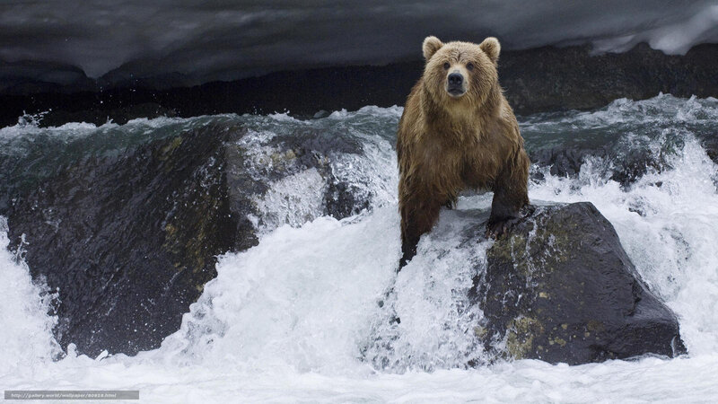 Brown bear in rushing river