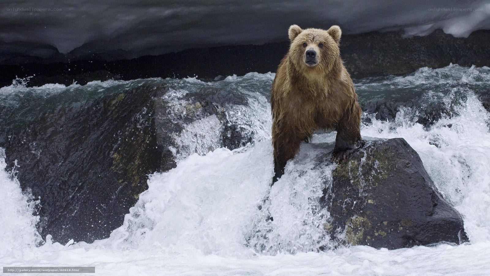Brown bear in rushing river
