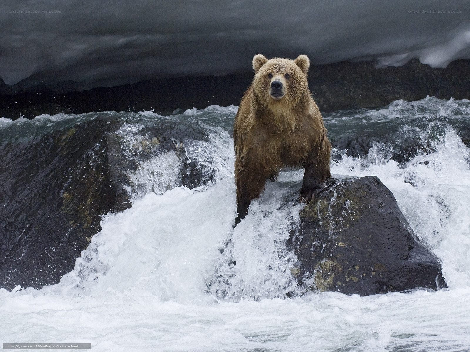 Brown bear in rushing water