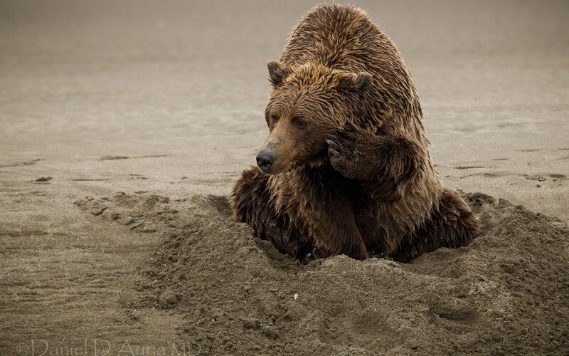 Brown Bear in Sand — Calm, Photograph, Beach