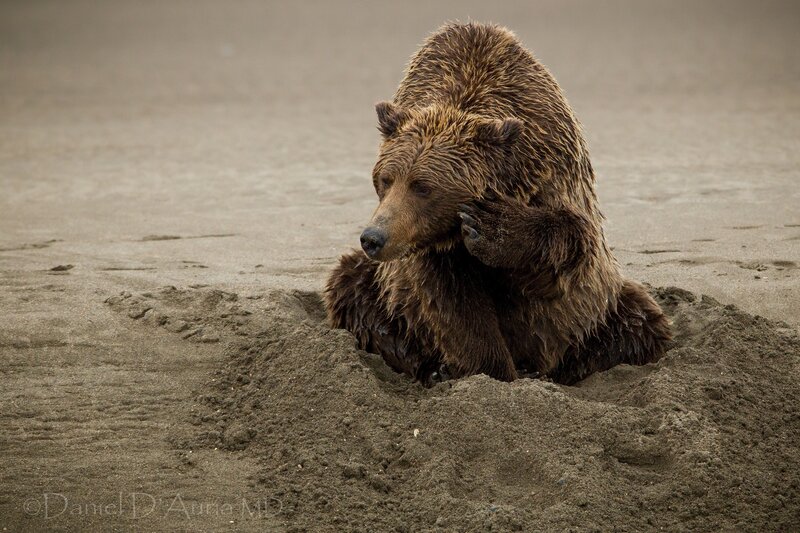 Brown Bear in Sand — Calm